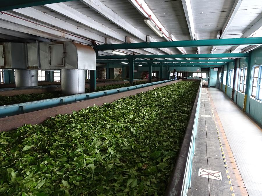 Tea Factory