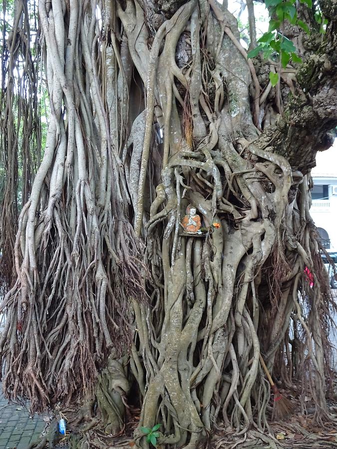 Galle - Fig Tree