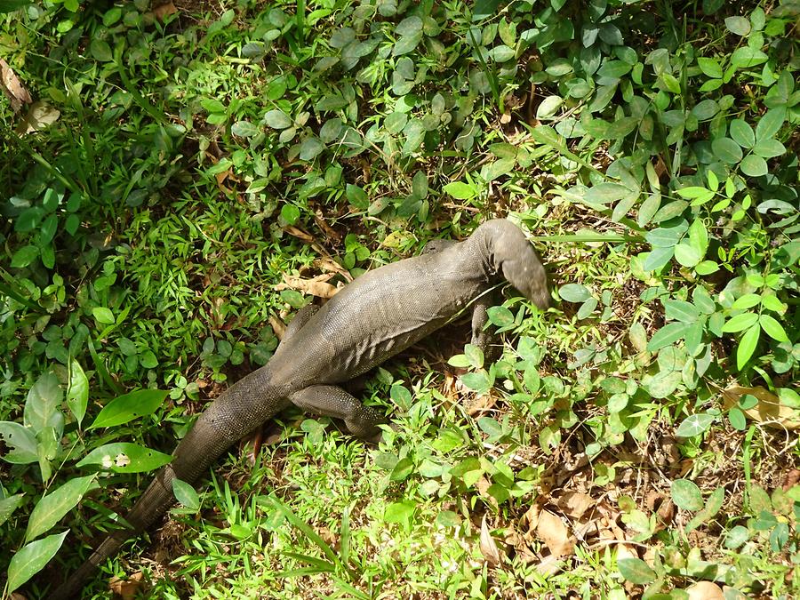 Sigiriya - Gardens; Lizard