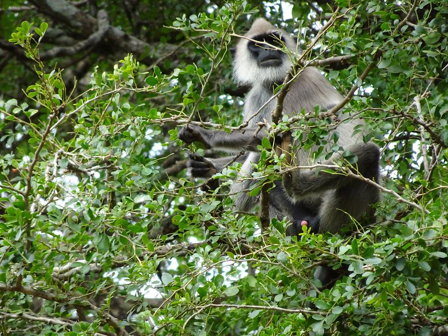 Sigiriya - Gardens; Monkey