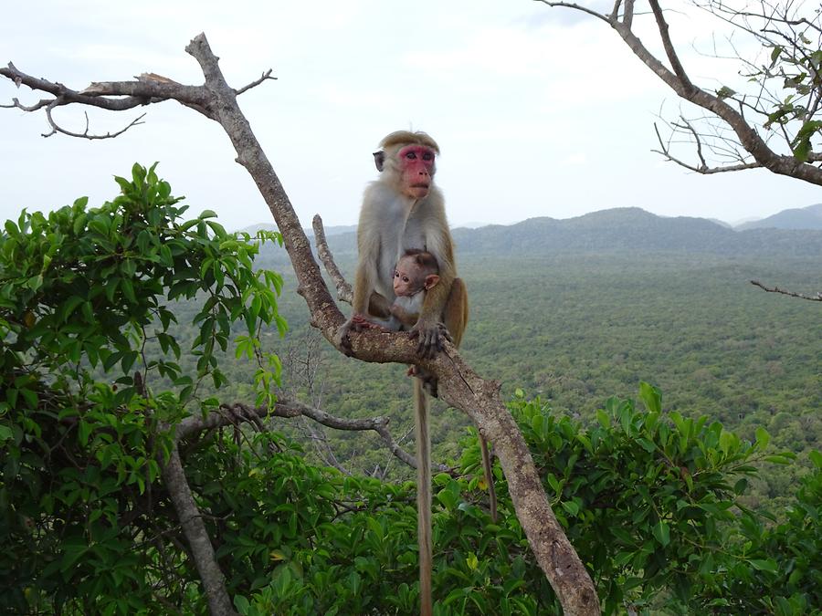 Sigiriya - Rock Fortress; Monkey