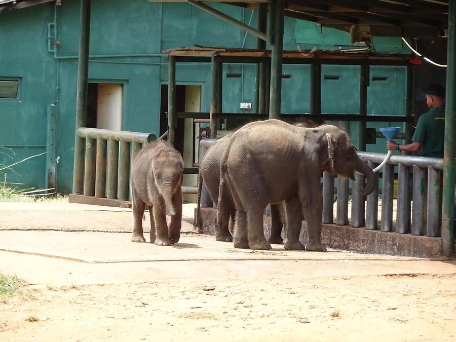 Udawalawe Elephant Transit Home