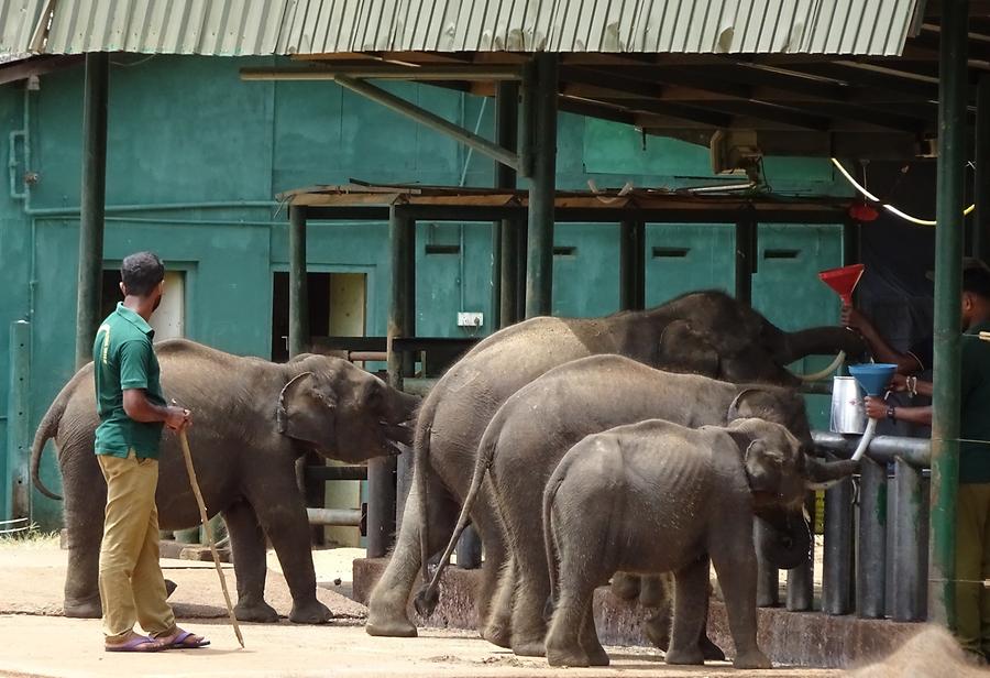 Udawalawe Elephant Transit Home