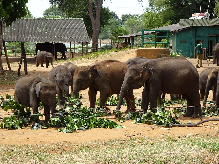 Udawalawe Elephant Transit Home