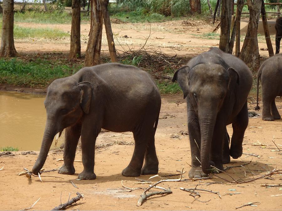 Udawalawe Elephant Transit Home