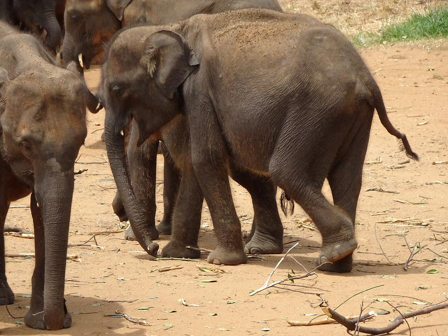 Udawalawe Elephant Transit Home