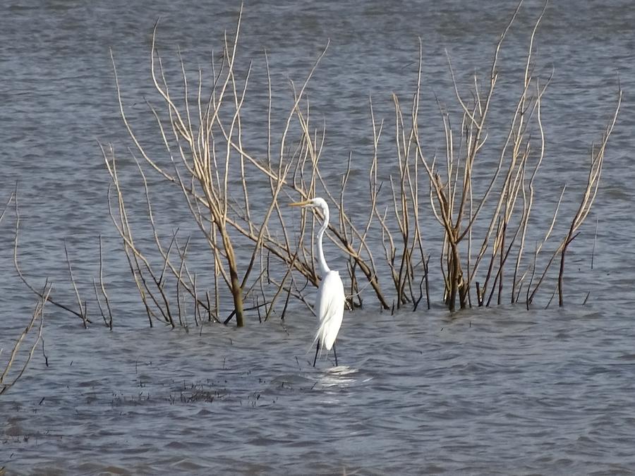 Udawalawe National Park - Safari; Heron