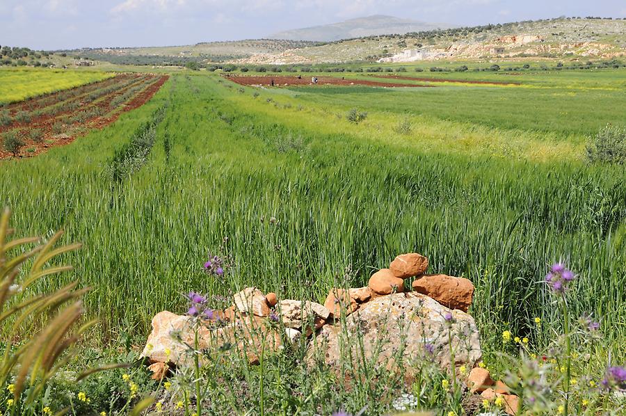 Landscape near Aleppo