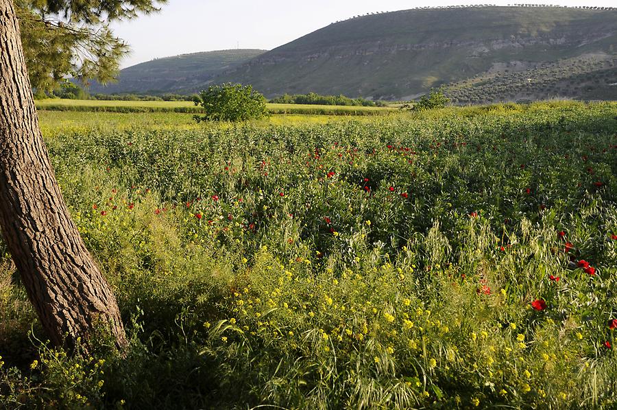 Poppy field