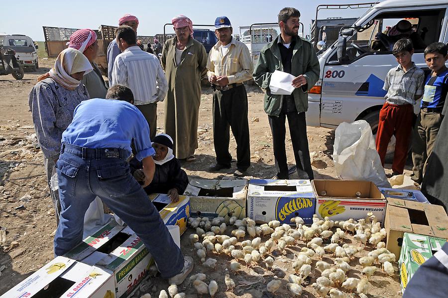 Beduin animal market