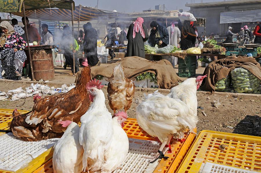 Beduin animal market