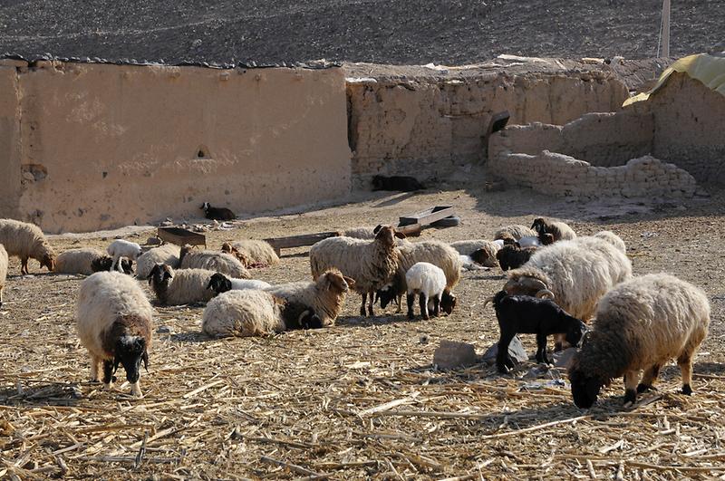 Village near Zenobia