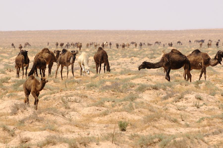 Camels