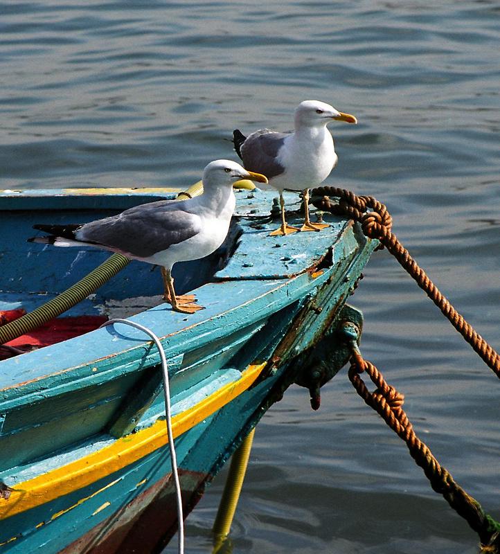 Seagulls