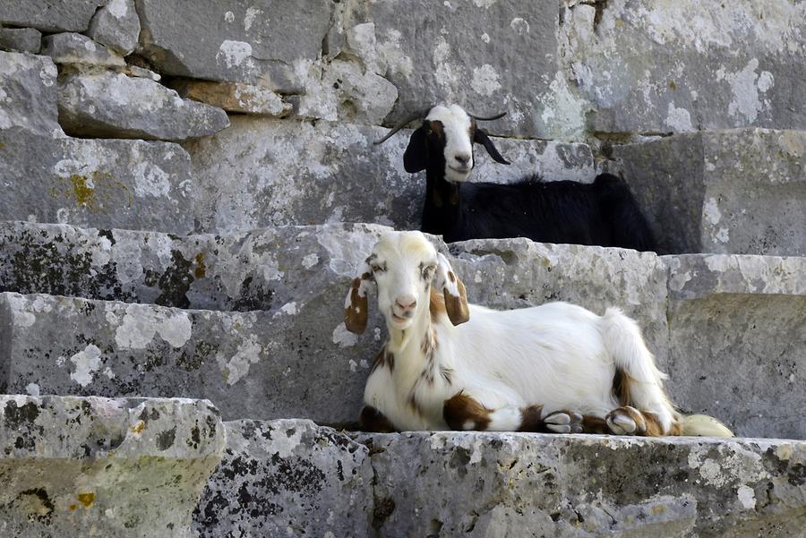 Xanthos - Theatre; Goat