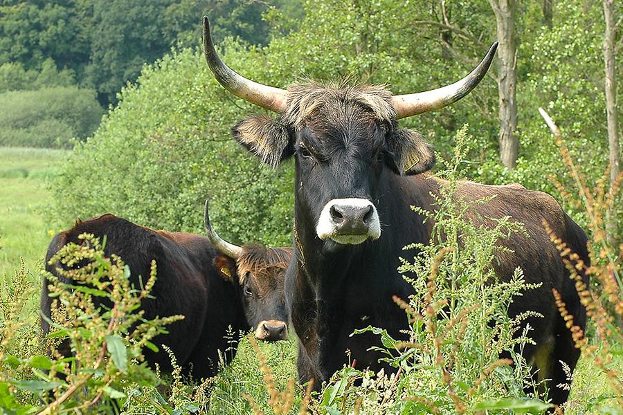 Aurochs