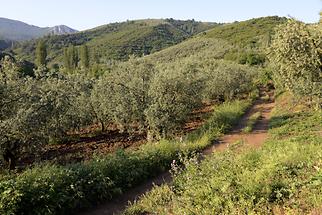 Landscape near Troy (1)