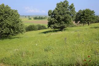 Landscape near Troy (2)