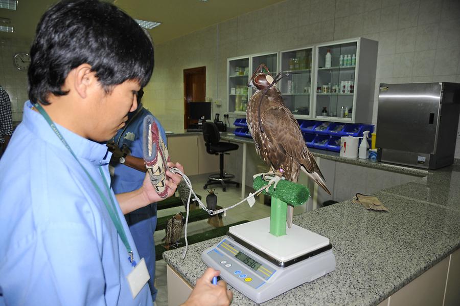 Hospitalization Abu Dhabi Falcon Hospital