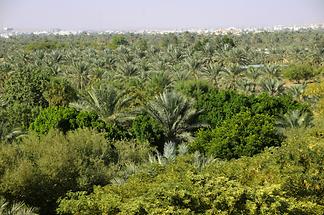 Al Ain Oasis (1)