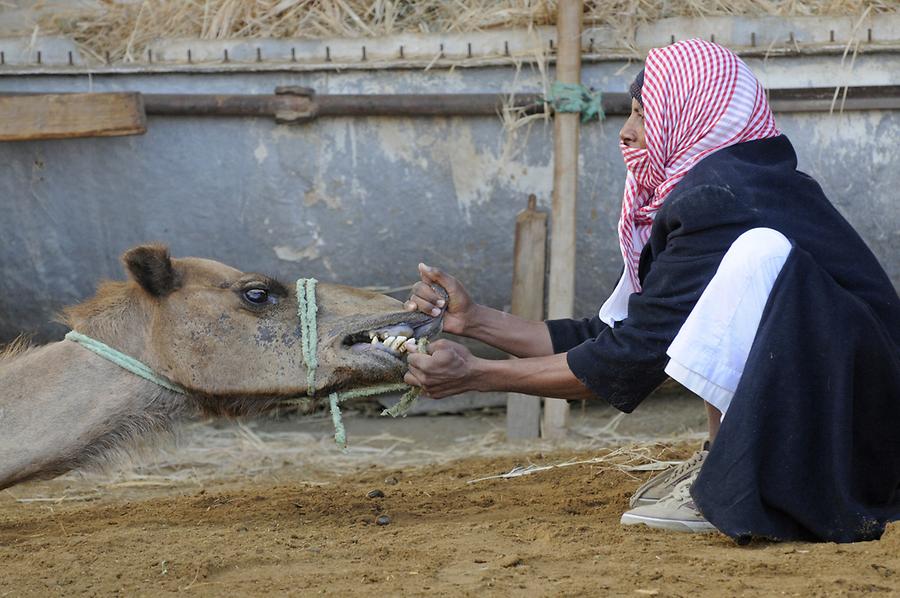 Bedouin