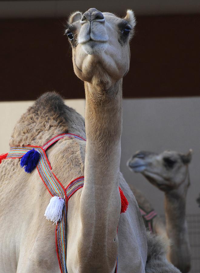 Camel