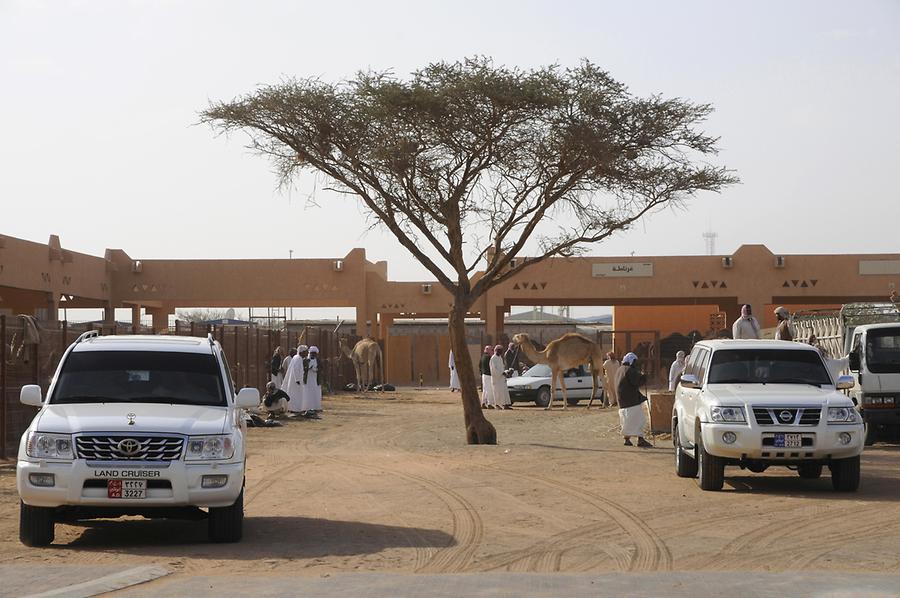 Camel Market Al Ain