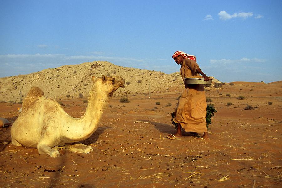 Camel