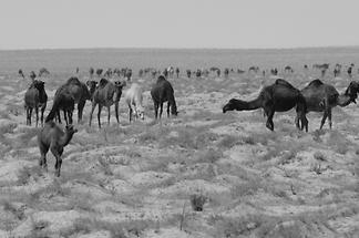 Herd of Camels