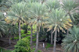 Palm Garden