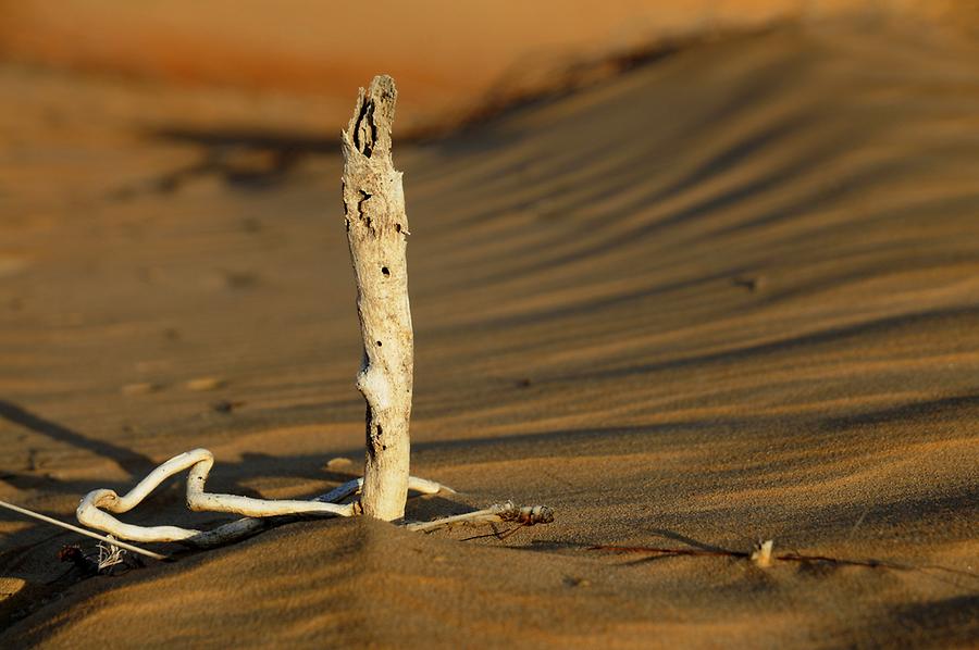 Desert near Qasr al Sarab