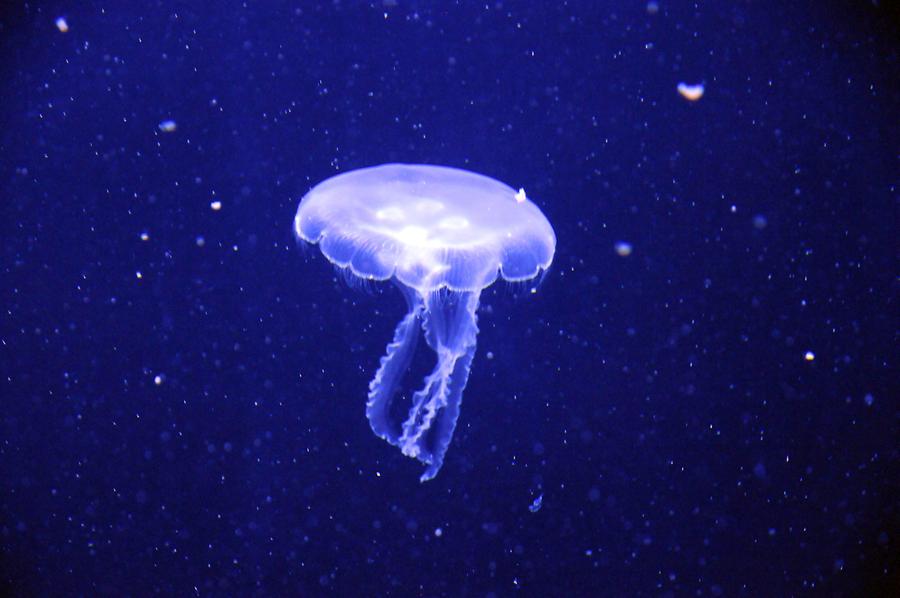 Lost Chambers Atlantis, Jellyfish