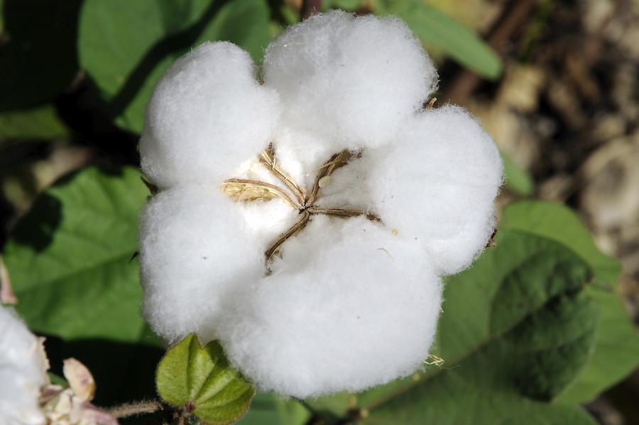 Cotton