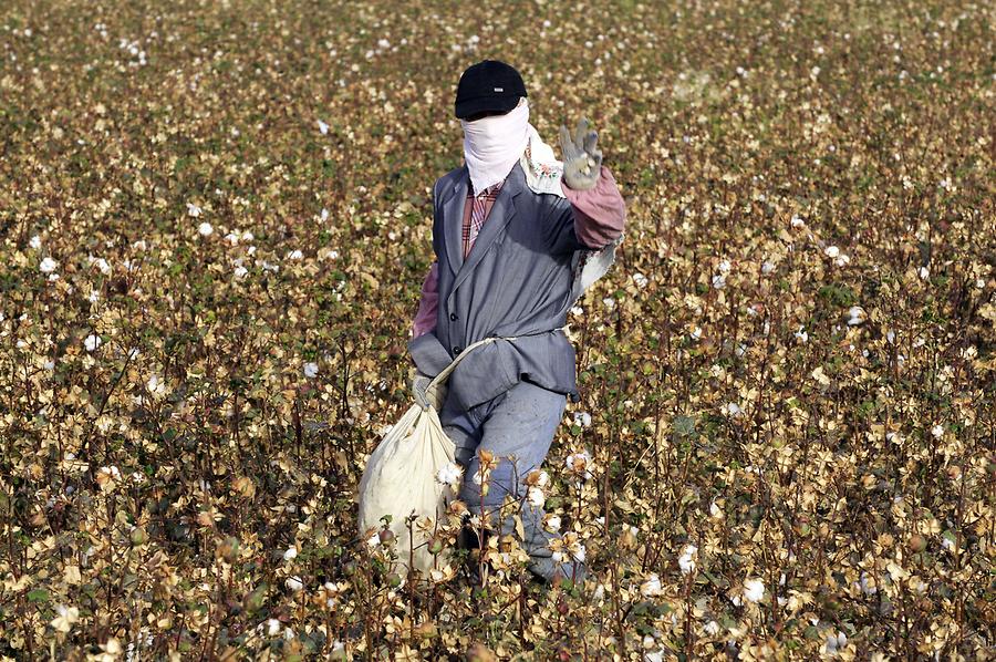 Cotton Field