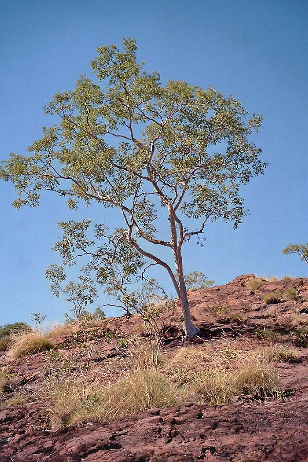 Solitary Ghost Gum