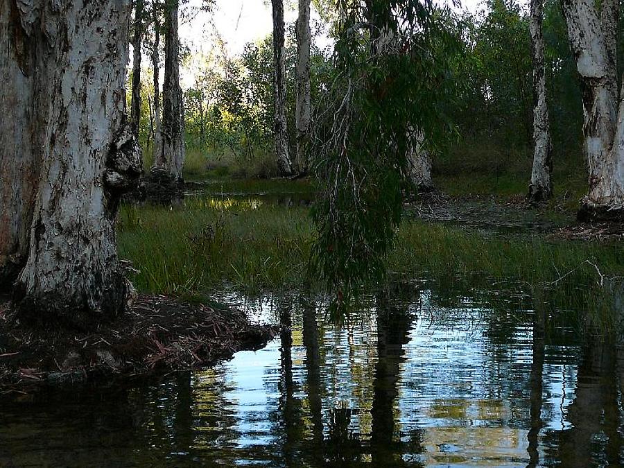 Butterfly Springs