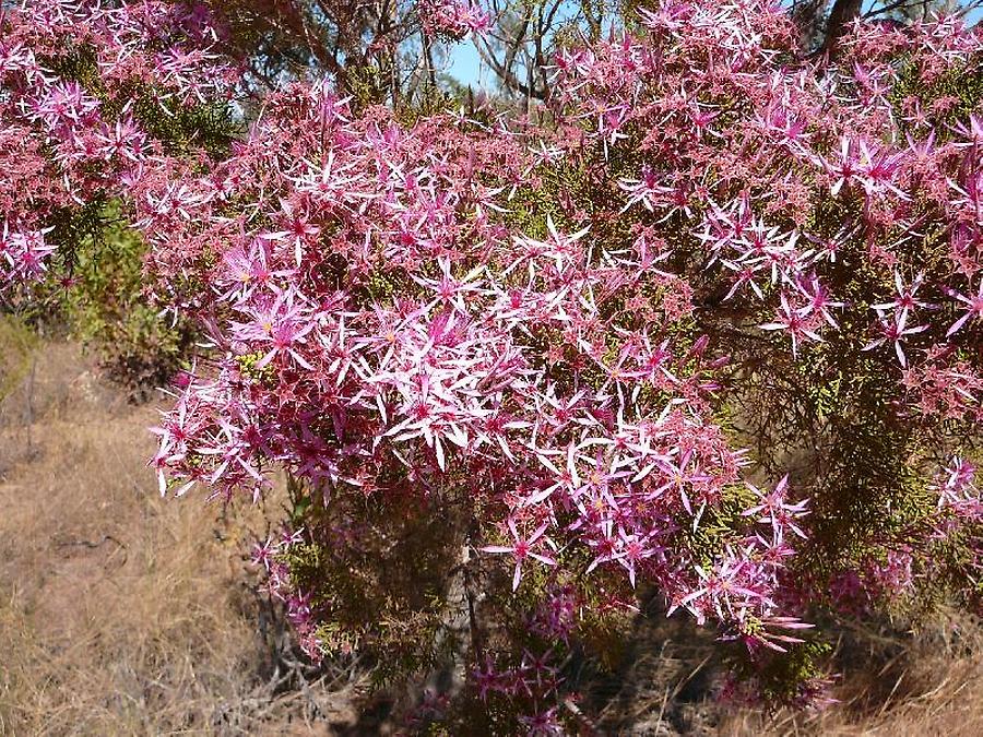 Flowering bush