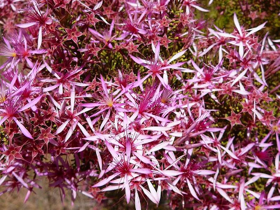 Flowering bush