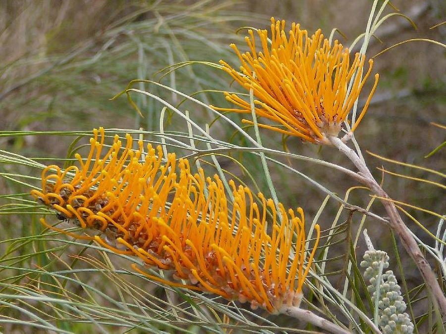 Bottlebrush