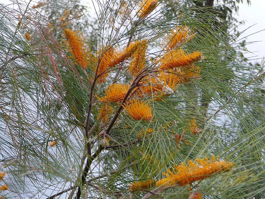 Bottlebrush