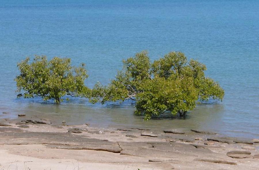 Mangroves