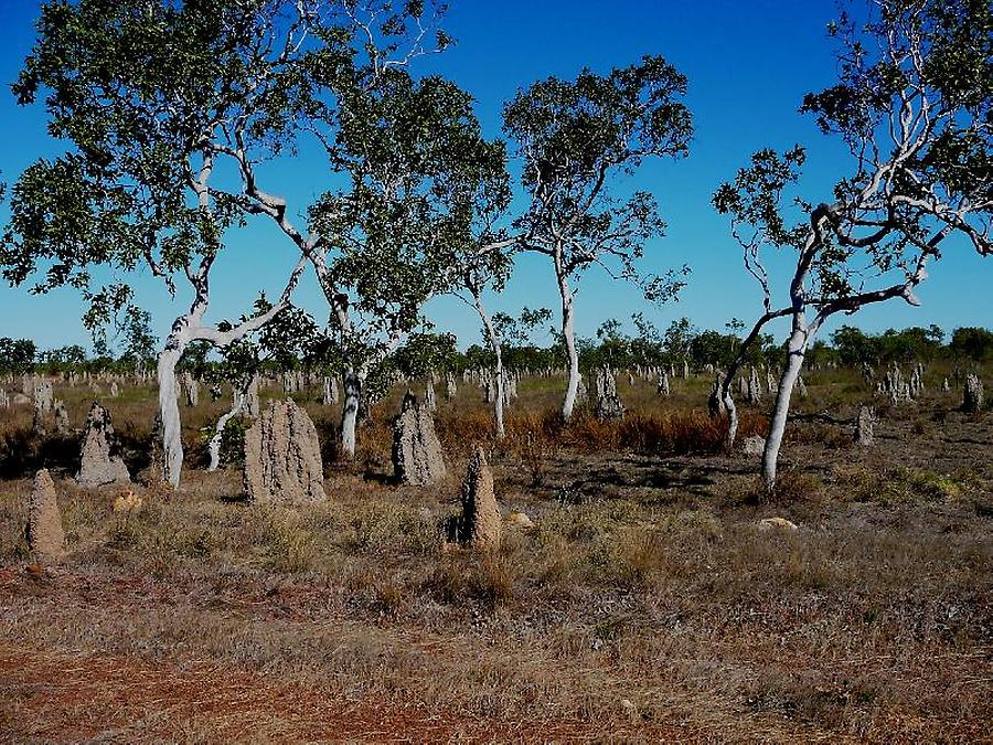 Termites