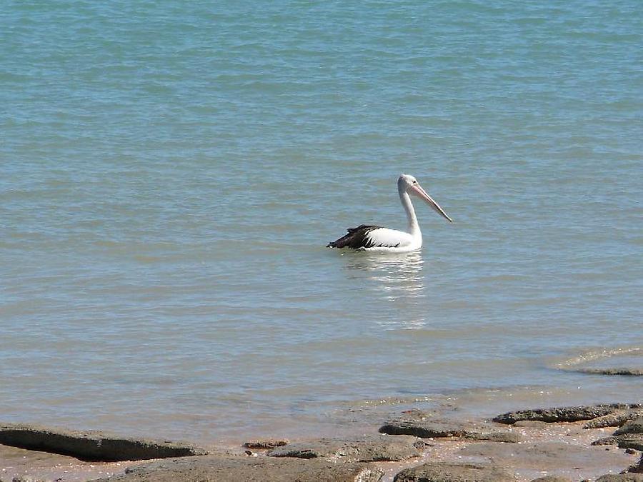 Pelican