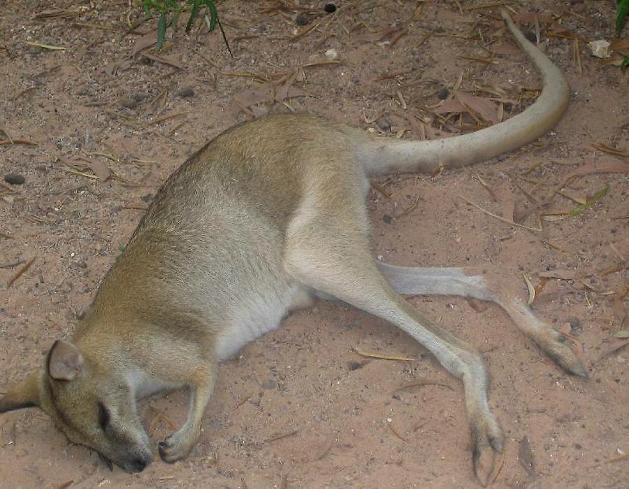 Kangaroo