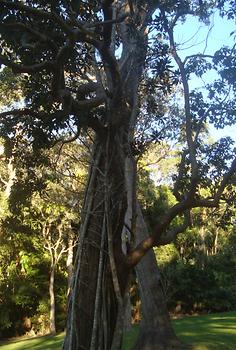 Eungella National Park