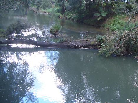 Eungella National Park