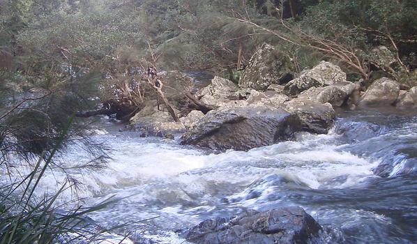 Eungella National Park