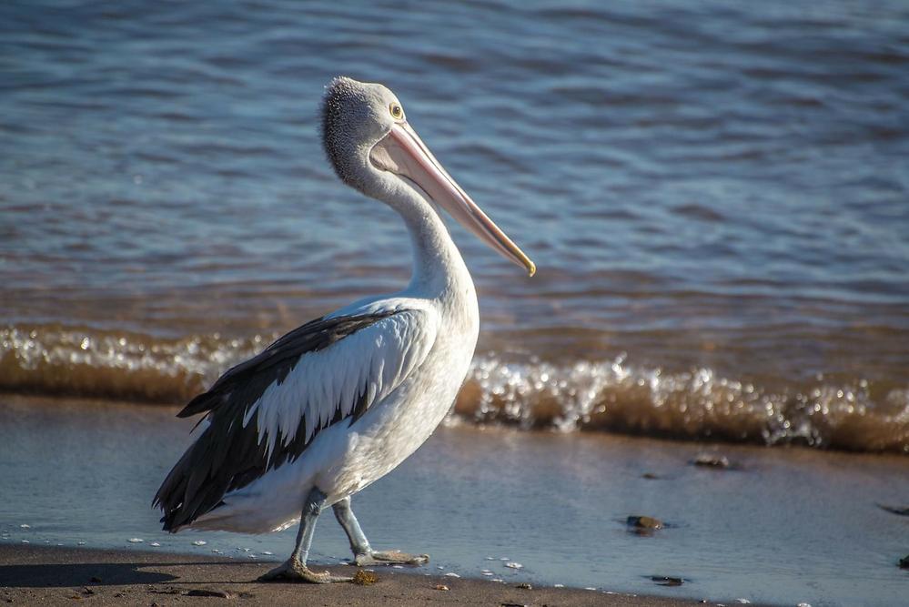 Northern Queensland