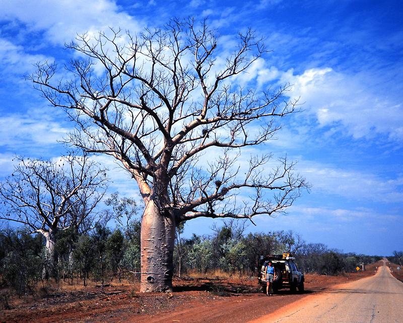 Boab Trees