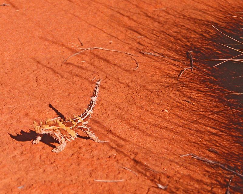 Thorny Devil Lizard